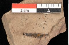 Foto (Detailsansicht) von Castanea atavia Unger (NHMW-GEO-2024-0188-0979)